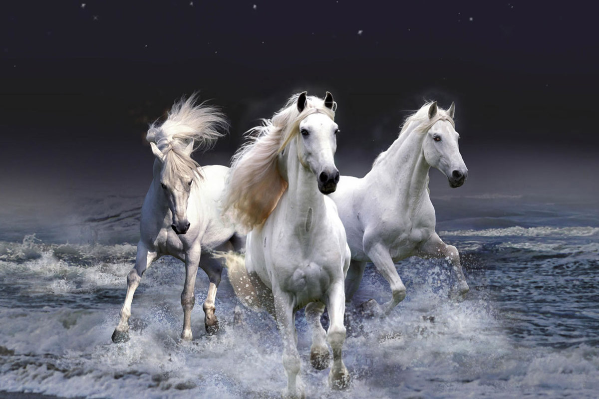 Beautiful_White_Horses.jpg