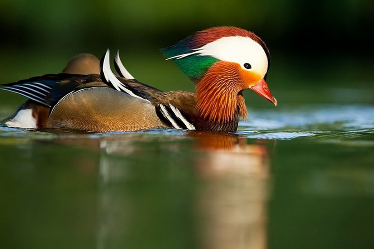 Colorful_Mandarin_Duck.jpg