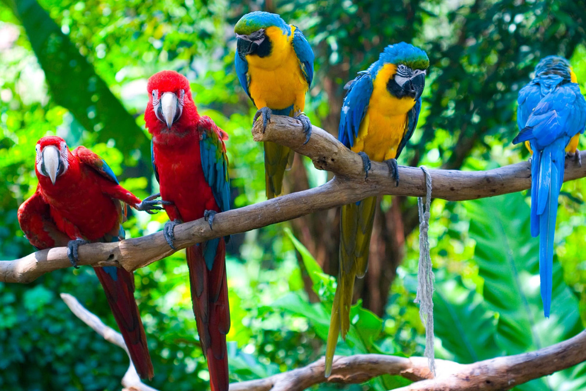 Colorful_Parrots.jpg