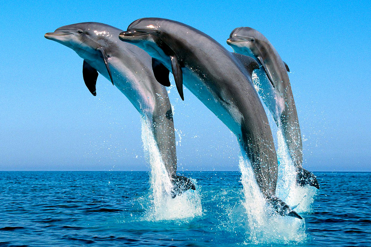 Dance_Of_The_Dolphins.jpg