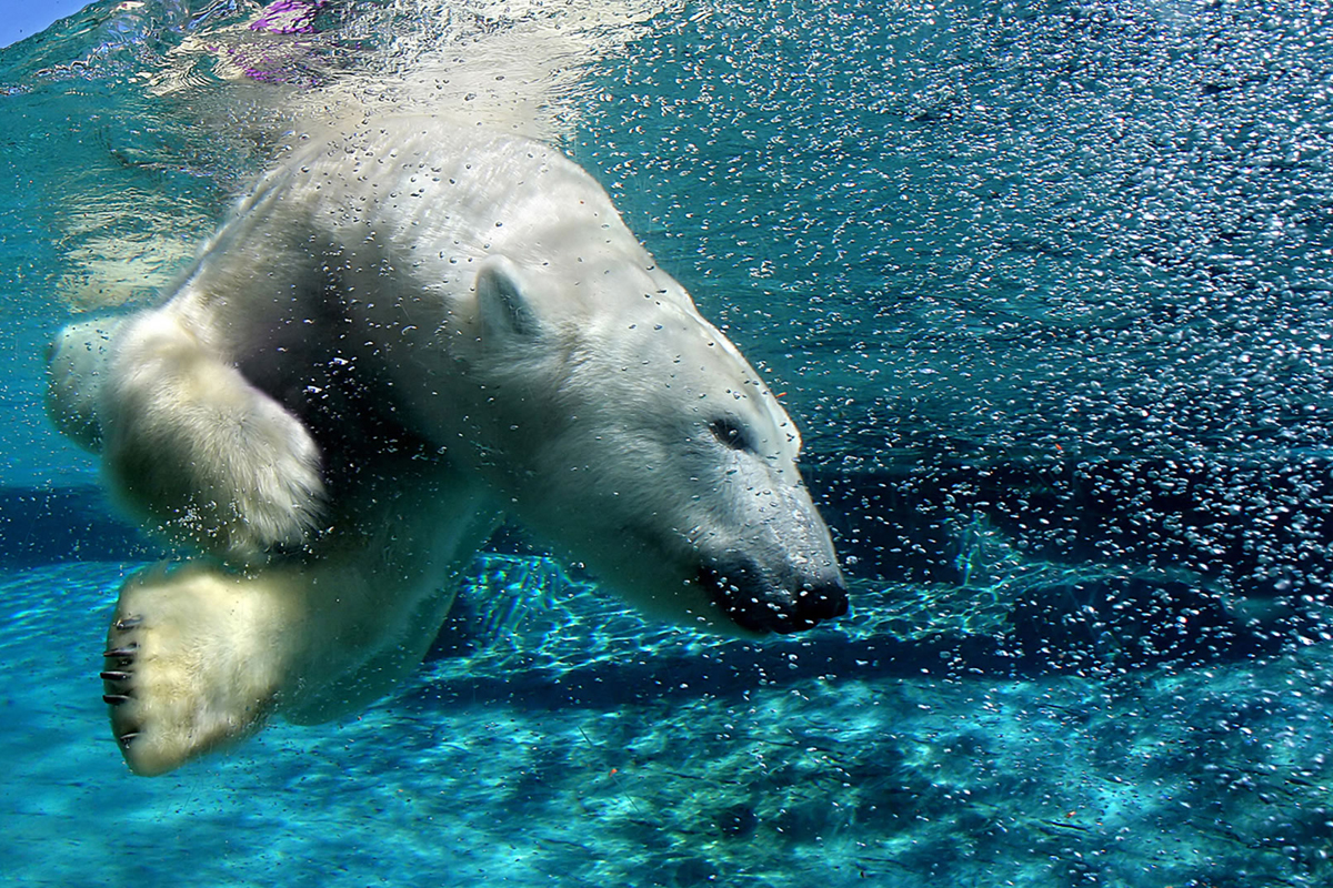 Diving_Polar_Bear.jpg