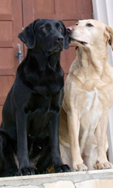 Dog_couple_black_and_white.jpg