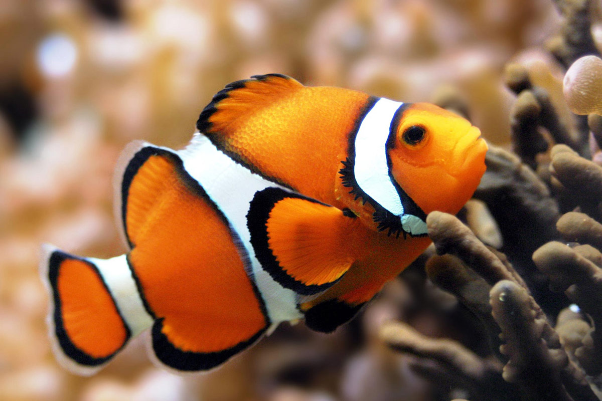 False_Percula_Coral_Reef_Fish.jpg