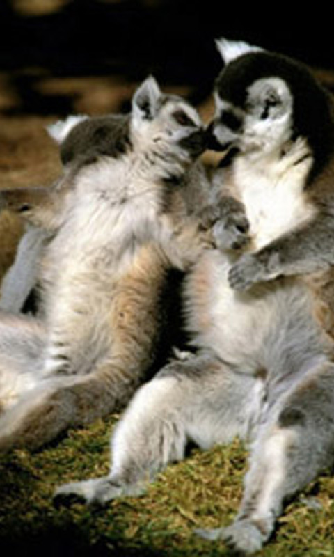 Lemurs_Kissing.jpg