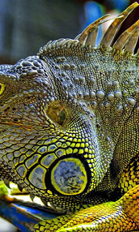 Lizard_Yellow.jpg