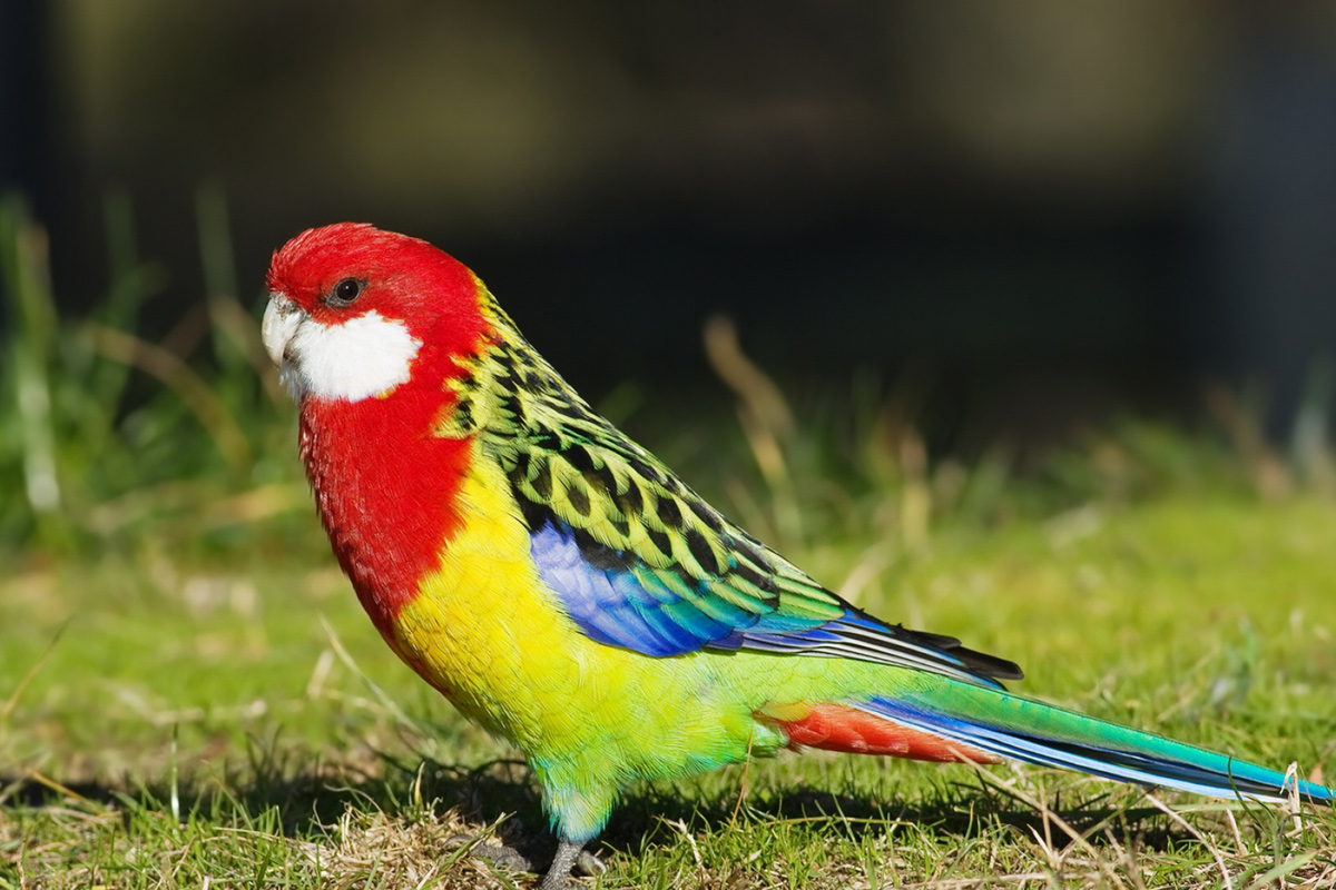 Parrot_Birds_Colorful.jpg