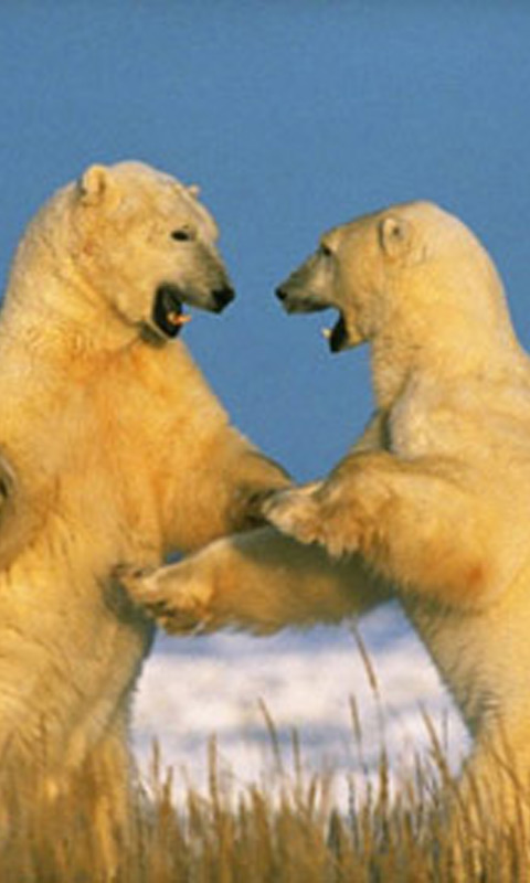 Polar_Bears_Spar.jpg