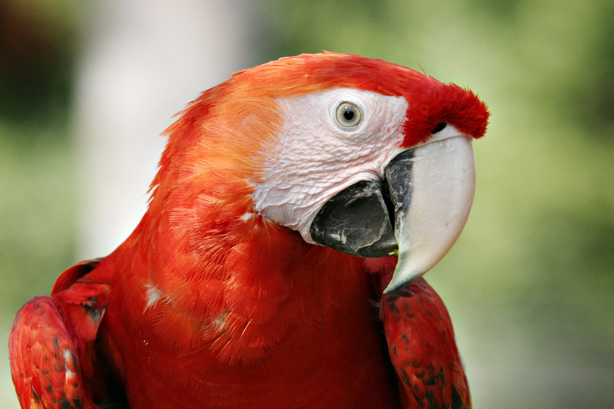 Red_Parrot_The_Bird.jpg