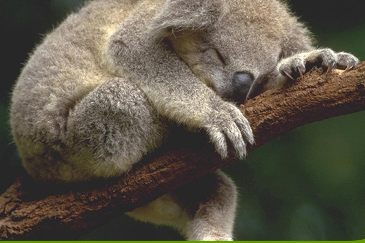 Sleeping_Koala_01.jpg