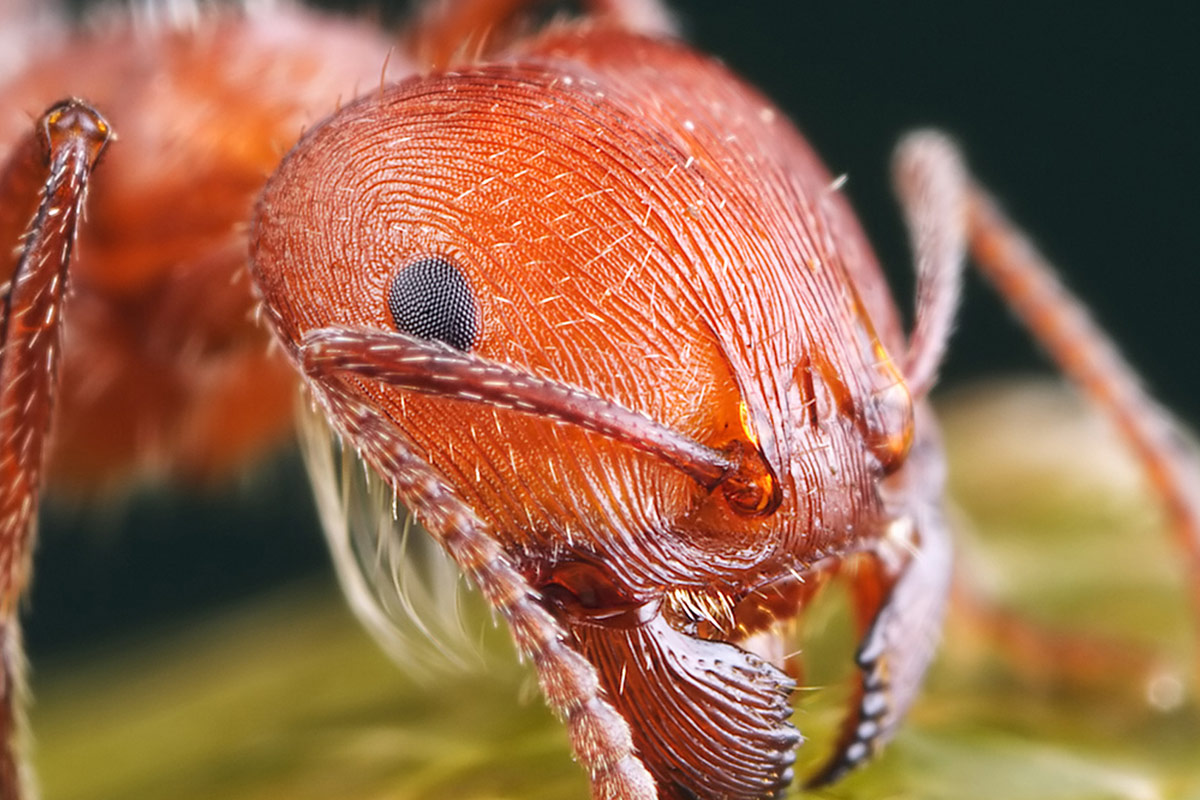 Wild_Ant_Insect.jpg
