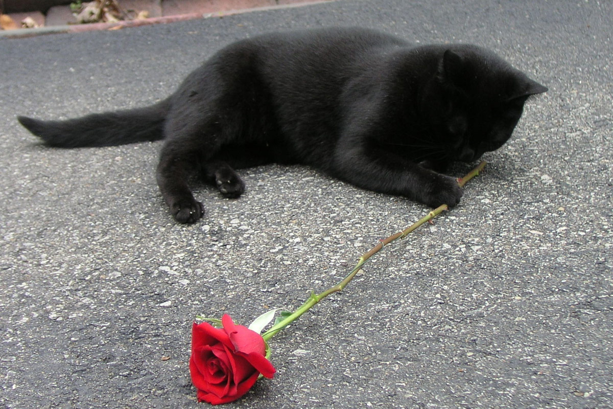 black_cat_and_rose.jpg