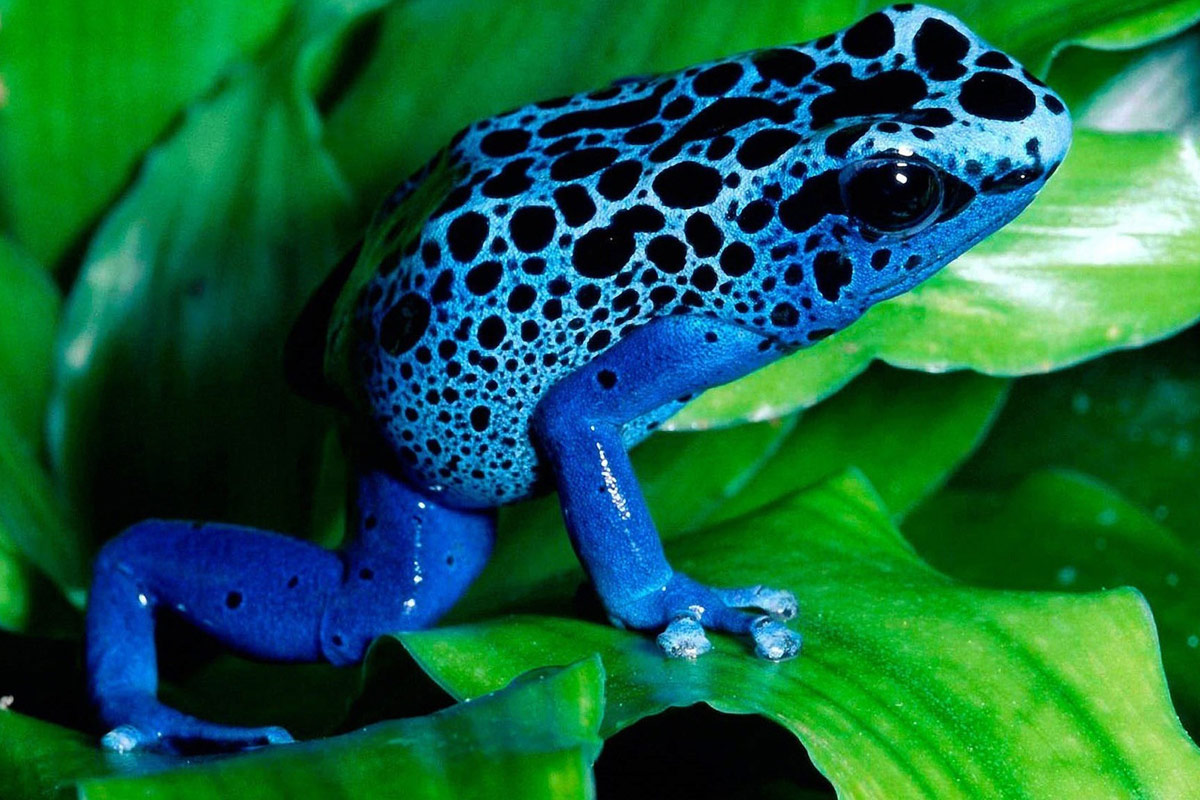 blue_frog.jpg