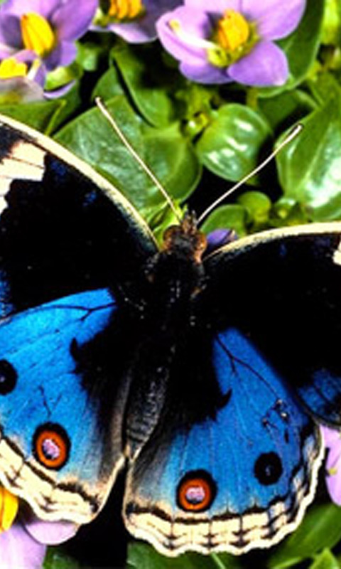 butterfly_blue.jpg