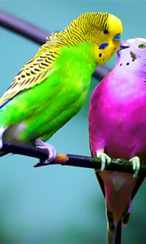 color_birds.jpg