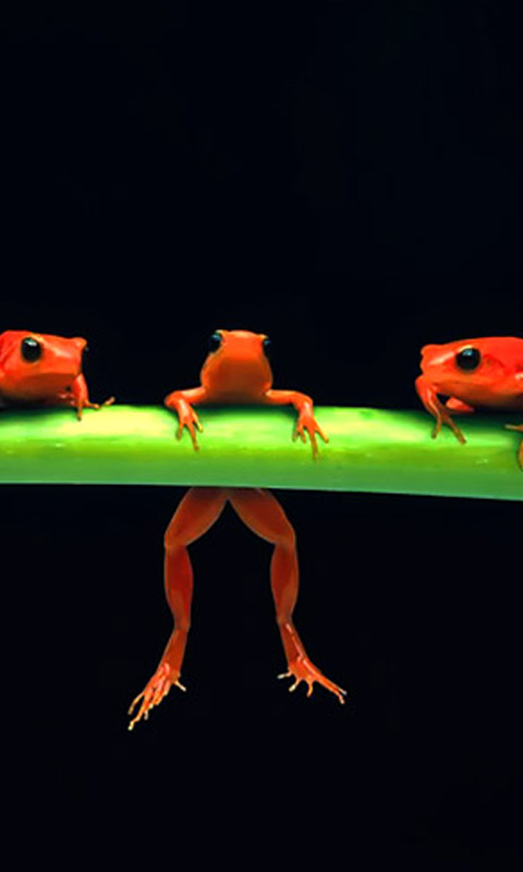 frogs.jpg