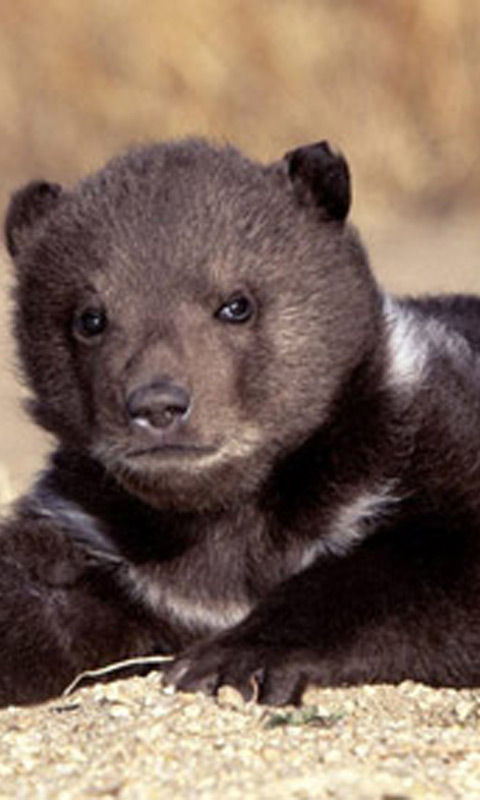 grizzly_cute_bear_cub.jpg