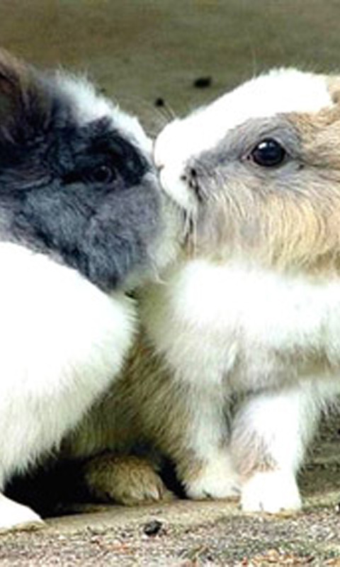 kissing_cute_rabbits.jpg