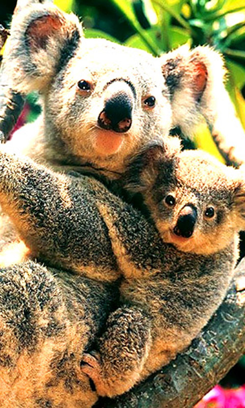 mother_and_offspring_koala.jpg