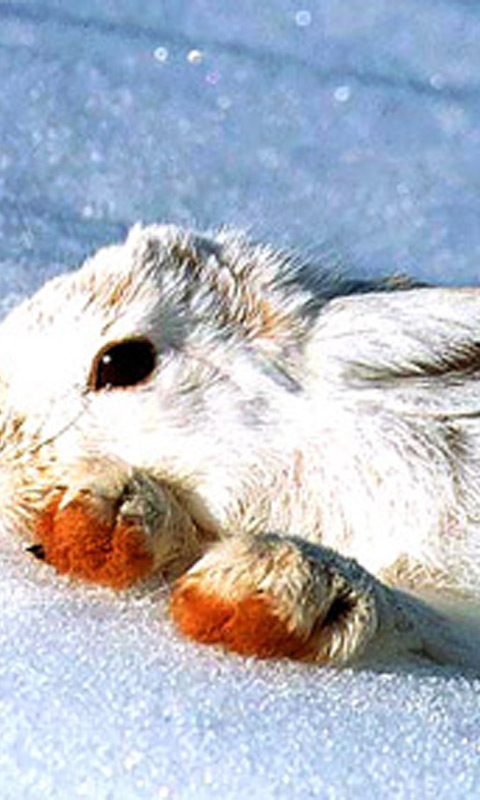 mountain_rabbit_in_snow.jpg