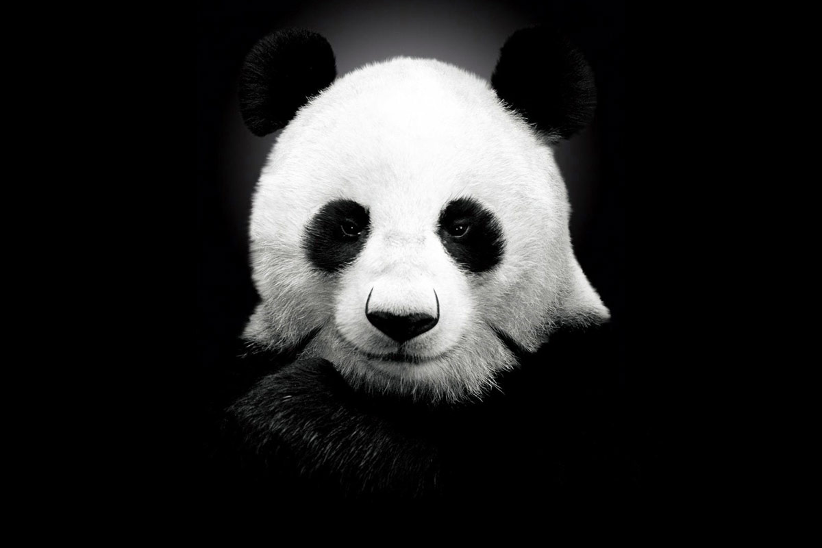 panda_face.jpg