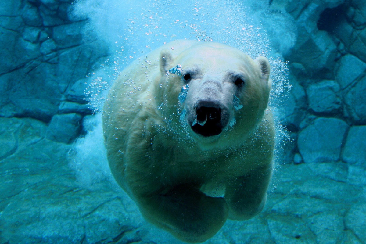 polar_bear.jpg