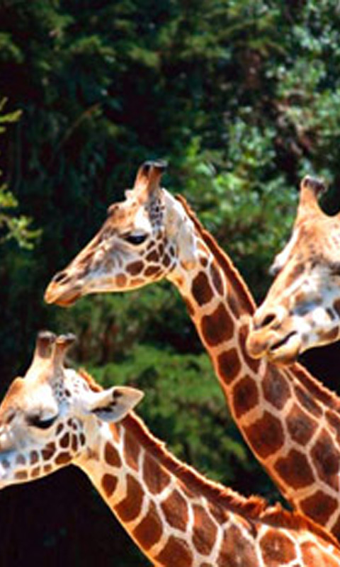 triple_giraffe_in_forest.jpg