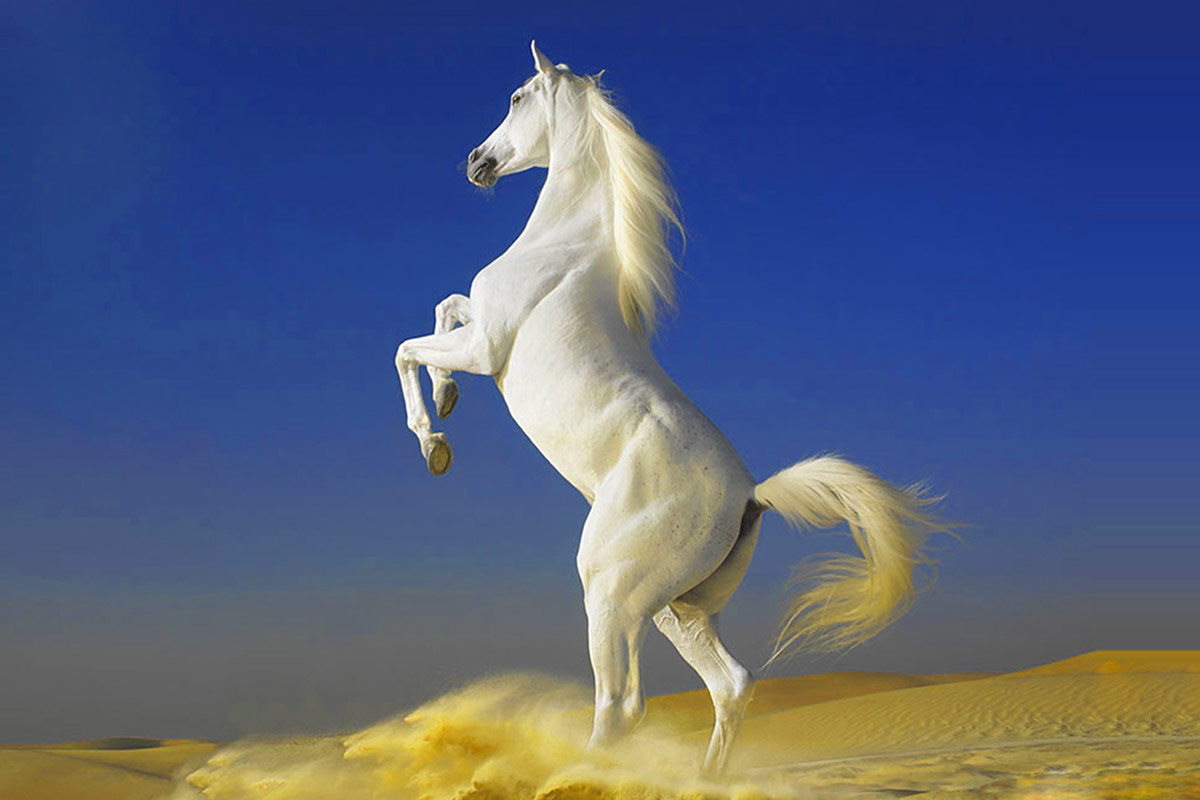white_horse_3.jpg
